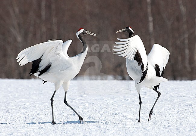 Red-crowned Crane (Grus japonensis) in the snow at Hokkaido (Japan) stock-image by Agami/Roy de Haas,