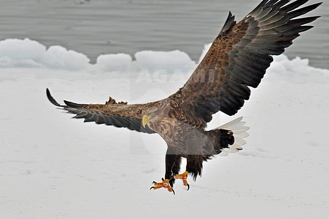  stock-image by Agami/Hans Germeraad,