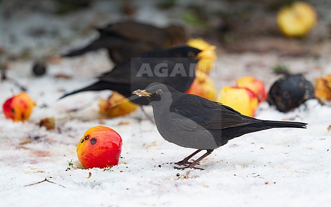 Group of Common Blackbird (Turdus merula merula) eating apples in snow at Holte, Denmark stock-image by Agami/Helge Sorensen,