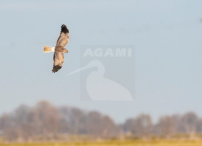 Second-year male Hen Harrier (Circus cyaneus) flying over agricultural fields in the Netherlands. stock-image by Agami/Hans Gebuis,