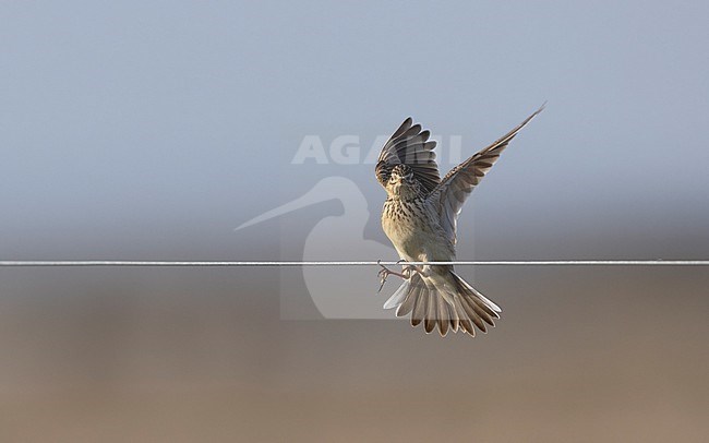 Eurasian Skylark (Alauda arvensis) landing on wire in a meadow in Zealand, Denmark stock-image by Agami/Helge Sorensen,