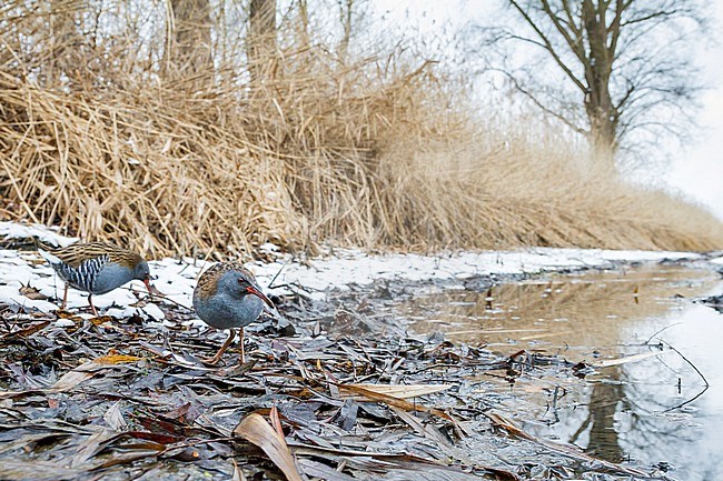 Adult Water Rail (Rallus aquaticus aquaticus) walking on the ground in a wetland in Germany. stock-image by Agami/Ralph Martin,