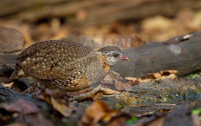 Green-legged Partridge (Arborophila chloropus) at waterhole in Kaeng Krachan National Park, Thailand stock-image by Agami/Helge Sorensen,