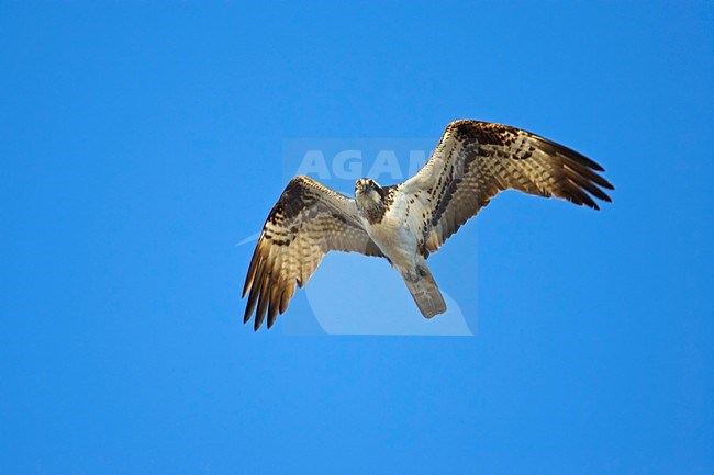 Osprey flying; Visarend vliegend stock-image by Agami/Markus Varesvuo,