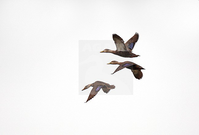 3 Amerikaanse Zwarte Eenden in vlucht; Three American Black Ducks (Anas rubripes) in flight stock-image by Agami/Andy & Gill Swash ,
