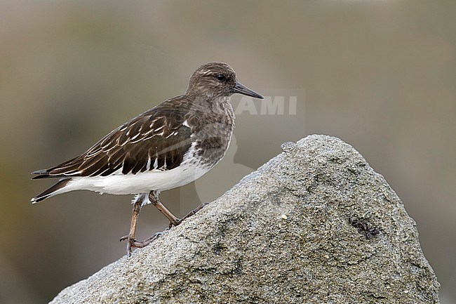 Adult non-breeding Black Turnstone (Arenaria melanocephala) standing on top of rock along the rocky coast of Los Angeles County in California, United States. stock-image by Agami/Brian E Small,