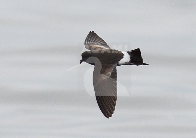  stock-image by Agami/Laurens Steijn,