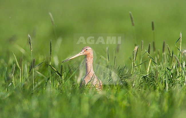 Grutto, Black-tailed Godwit, Limosa limosa stock-image by Agami/Menno van Duijn,