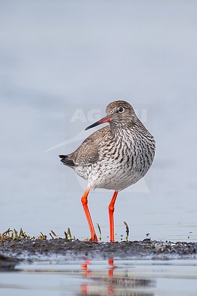Common Redshank (Tringa totanus) in the Netherlands. stock-image by Agami/Hans Germeraad,