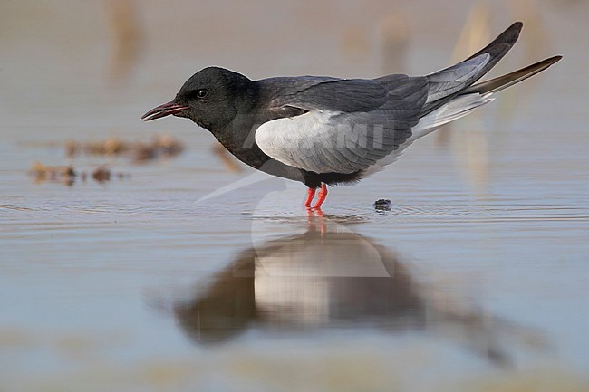 White-winged Tern (Chlidonias leucopterus), adult standing in the water stock-image by Agami/Saverio Gatto,