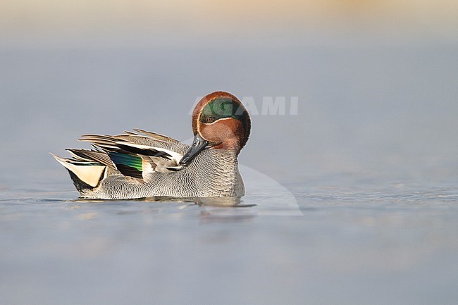 Eurasian Teal - Krickente - Anas crecca, Germany, adult male stock-image by Agami/Ralph Martin,