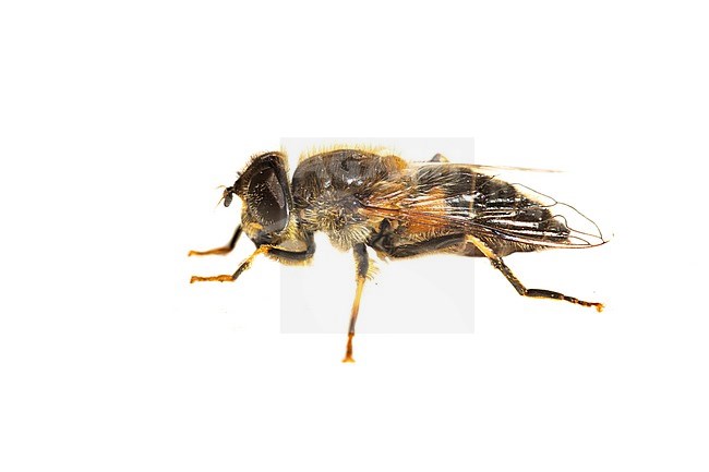 Eristalis pertinax, Kegelbijvlieg stock-image by Agami/Wil Leurs,