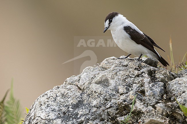 Torrent Flycatcher (Monachella muelleriana) Perched on top of a rock  in Papua New Guinea stock-image by Agami/Dubi Shapiro,