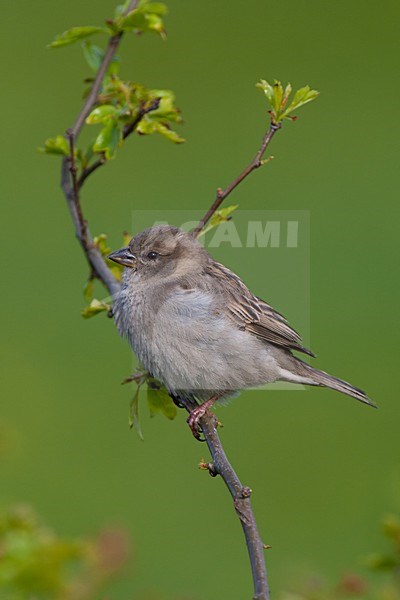 Vrouwtje Huismus; Female House Sparrow stock-image by Agami/Arnold Meijer,