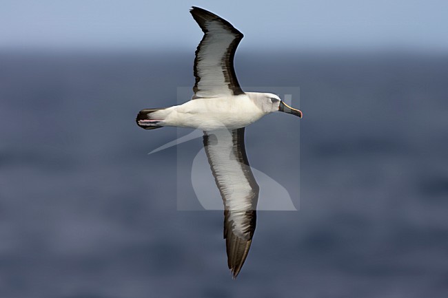 Geelbekalbatros in vlucht; Atlantic Yellow-nosed Albatros in flight stock-image by Agami/Marc Guyt,