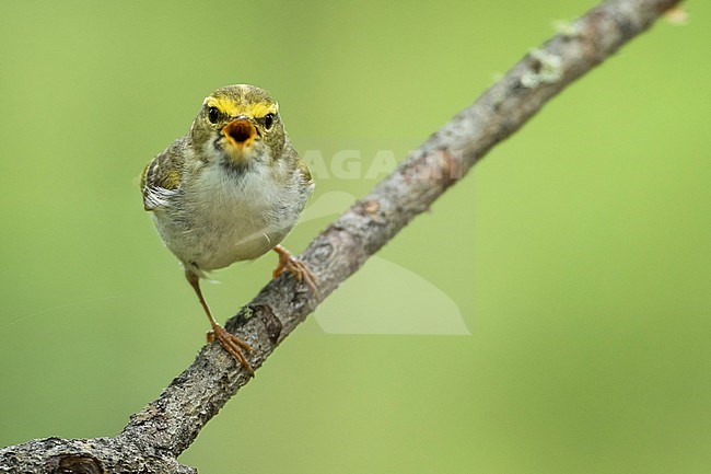 Pallas's Leaf-warbler, Phylloscopus proregulus, Russia (Baikal), adult in breeding habitat. stock-image by Agami/Ralph Martin,