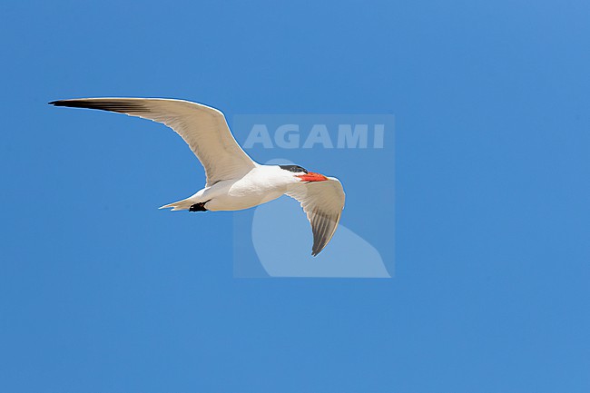 Caspian Tern (Hydroprogne caspia) in adult plumage dress in flight. stock-image by Agami/David Monticelli,
