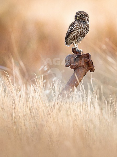 Little Owl (Athene noctua) in Italy. stock-image by Agami/Daniele Occhiato,