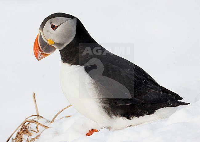 Papegaaiduiker staand in sneeuw; Atlantic Puffin perched in snow stock-image by Agami/Markus Varesvuo,