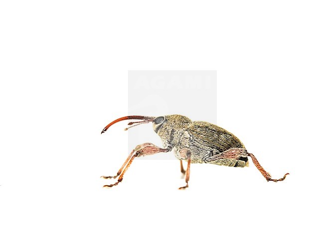 Curculio venosus stock-image by Agami/Wil Leurs,