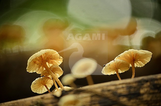 Paddestoelen, Fungi stock-image by Agami/Rob de Jong,