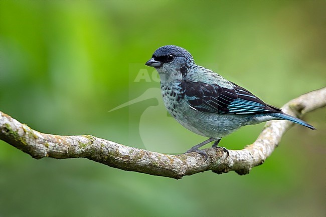Azure-rumped Tanager (Poecilostreptus cabanisi) perched on a branch in a rainforest in Guatemala. Also known as Cabanis's Tanager. stock-image by Agami/Dubi Shapiro,