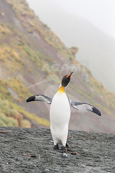 King Penguin (Aptenodytes patagonicus halli) on Macquarie Island, Australia, opening the wings with a hill in the background. stock-image by Agami/Rafael Armada,