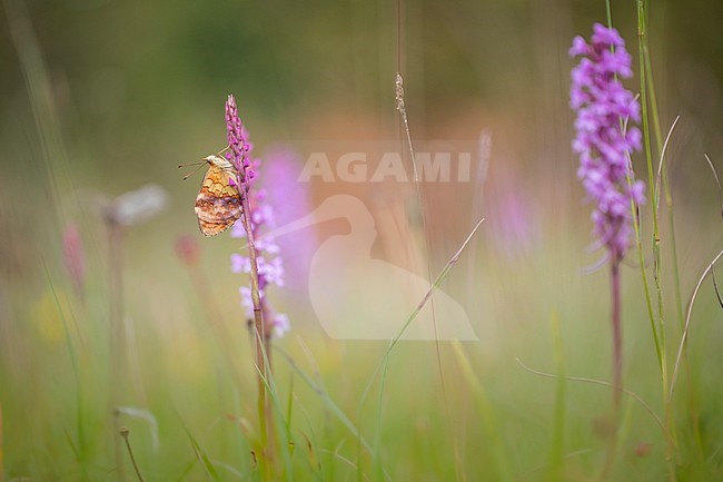Marbled Fritillary, Braamparelmoervlinder, Brenthis daphne stock-image by Agami/Wil Leurs,