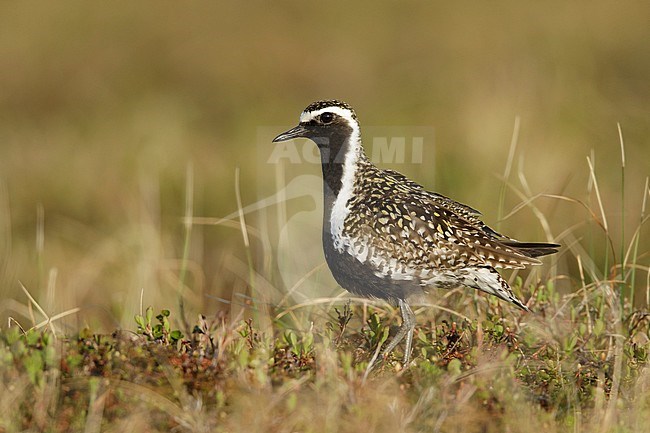 Adult male Pacific Golden Plover (Pluvialis fulva) in full breeding plumage at Seward Peninsula, Alaska, USA in June 2018. stock-image by Agami/Brian E Small,