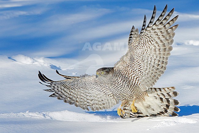 Eurasian Goshawk (Accipiter gentilis) in a snow covered taiga forest in early spring in Finland stock-image by Agami/Markus Varesvuo,