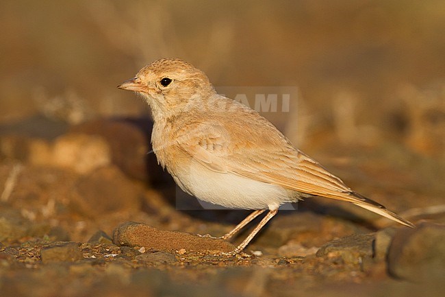 Bar-tailed Desert Lark (Ammomanes cincturus); Morocco, adult stock-image by Agami/Ralph Martin,