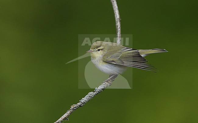 Wood Warbler (Phylloscopus sibilatrix) perched on a branch at North Zealand, Denmark stock-image by Agami/Helge Sorensen,