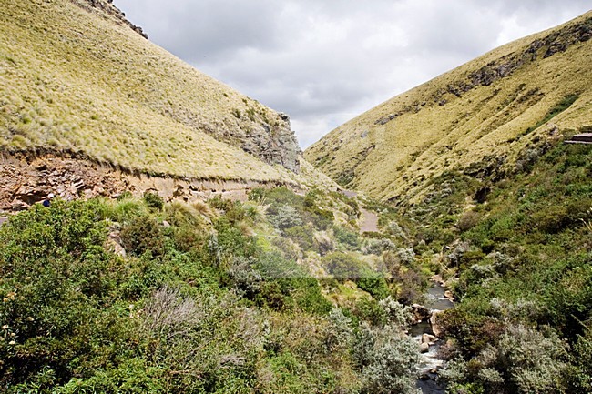 Antisana Reserve Ecuador stock-image by Agami/Marc Guyt,