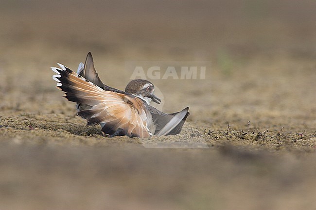 Killdeer (Charadrius vociferus) in Victoria, BC, Canada. stock-image by Agami/Glenn Bartley,