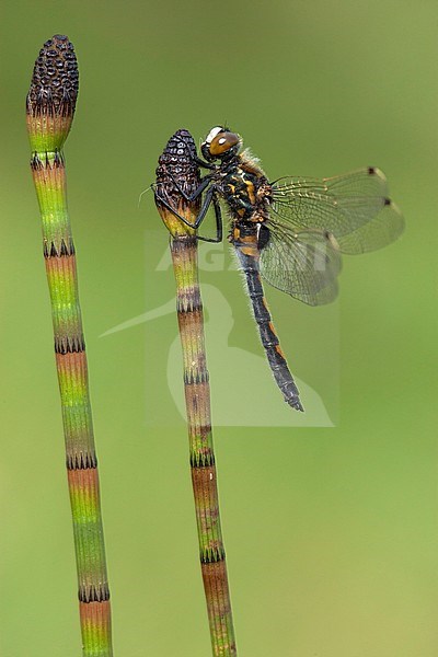 Mannetje Noordse witsnuitlibel, Male Leucorrhinia rubicunda stock-image by Agami/Wil Leurs,