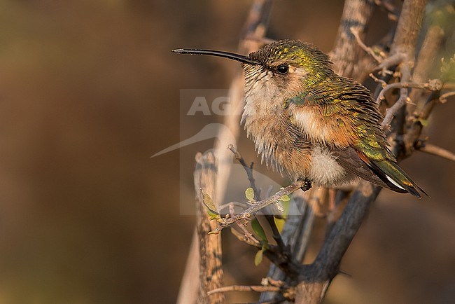 Beautiful Hummingbird (Calothorax pulcher) stock-image by Agami/Dubi Shapiro,