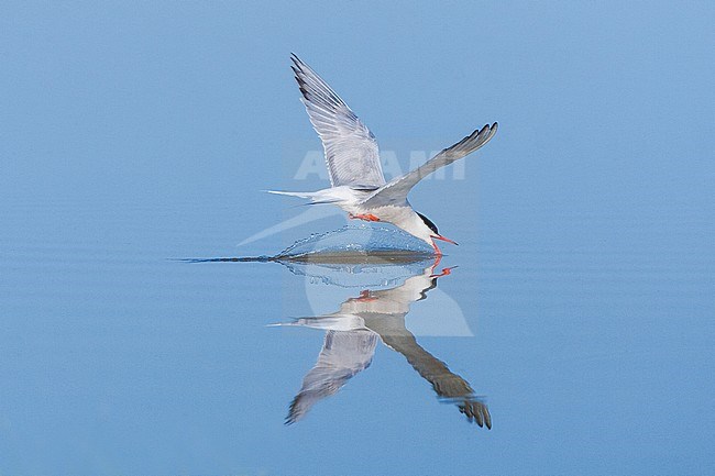 Adult Common Tern (Sterna hirundo) drinking water from a blue colored freswater lake near Skala Kalloni on the island of Lesvos in Greece. stock-image by Agami/Marc Guyt,