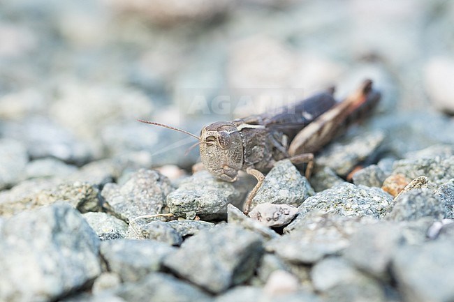 Stenobothrus rubicundulus - Wing-buzzing Toothed Grasshopper - Bunter Alpengrashüpfer, Croatia, imago stock-image by Agami/Ralph Martin,