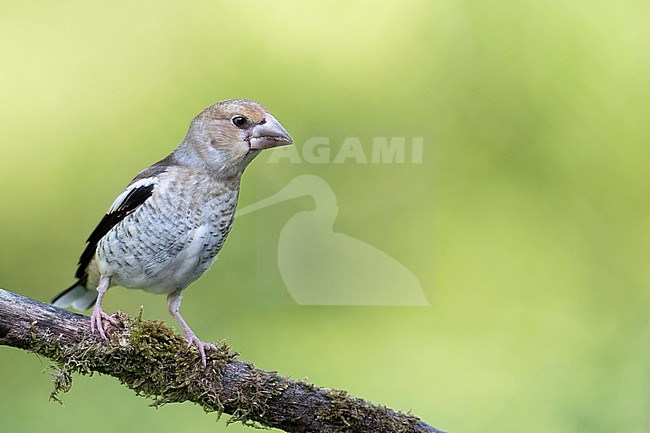  stock-image by Agami/Han Bouwmeester,
