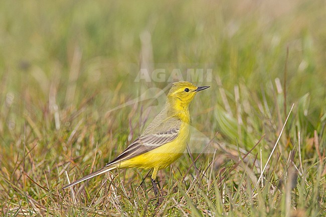 Yellow Wagtail, Motacilla flavissima stock-image by Agami/Menno van Duijn,