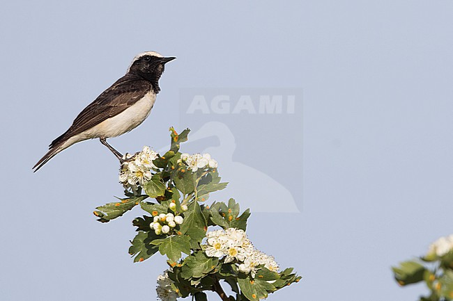 Pied Wheatear  (Oenanthe pleschanka) Tajikistan, adult male stock-image by Agami/Ralph Martin,