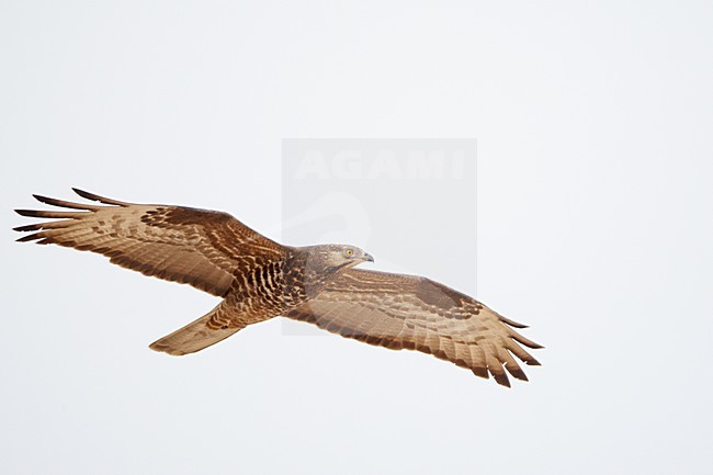 Volwassen Wespendief in de vlucht; Adult European Honey Buzzard in flight stock-image by Agami/Markus Varesvuo,