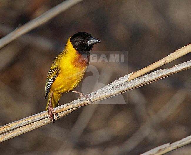 Male Black-headed weaver (Ploceus melanocephalus), also known as yellow-backed weaver. stock-image by Agami/Andy & Gill Swash ,