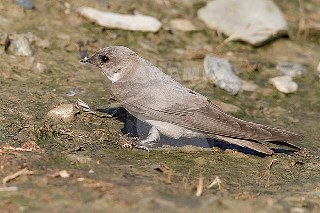Pale Crag Martin (Ptyonoprogne obsoleta arabica), adult collecting mud for the nest in Oman stock-image by Agami/Saverio Gatto,