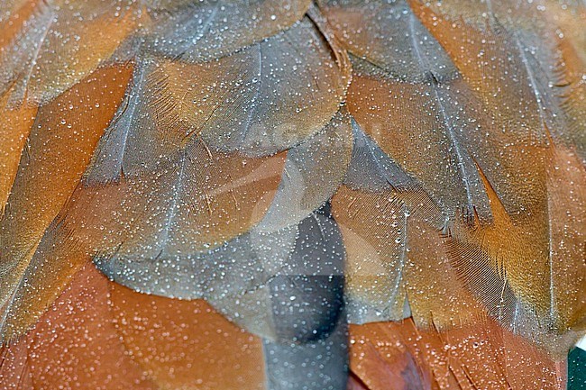 Egyptian Goose (Alopochen aegyptiaca) feather detail with droplets of water, Amsterdam, Netherlands stock-image by Agami/Tomas Grim,