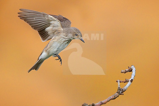 Spotted Flycarcher (Muscicapa striata), side view of an adult in flight, Campania, Italy stock-image by Agami/Saverio Gatto,