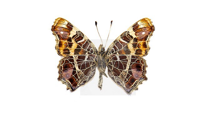 Map butterfly; landkaartje;,Araschnia levana stock-image by Agami/Wil Leurs,