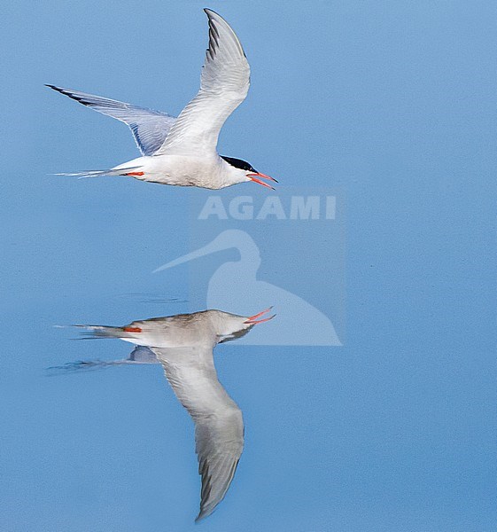 Adult Common Tern (Sterna hirundo) flying low over blue colored water surface near Skala Kalloni on the Mediterranean island of Lesvos, Greece, with perfect reflection. stock-image by Agami/Marc Guyt,