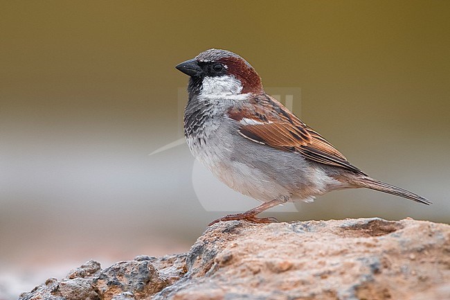 House Sparrow (Passer domesticus ssp. tingitanus) perched on a rock stock-image by Agami/Daniele Occhiato,
