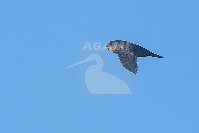 Philippine Swiftlet (Aerodramus mearnsi) in flight the Philippines stock-image by Agami/Dubi Shapiro,